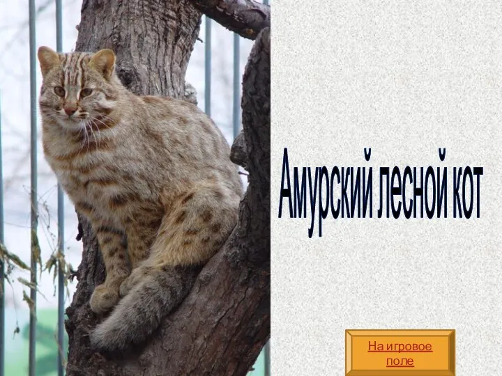 Амурский лесной кот На игровое поле