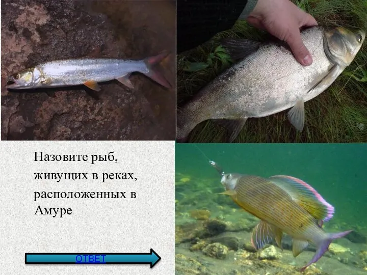 Назовите рыб, живущих в реках, расположенных в Амуре ОТВЕТ