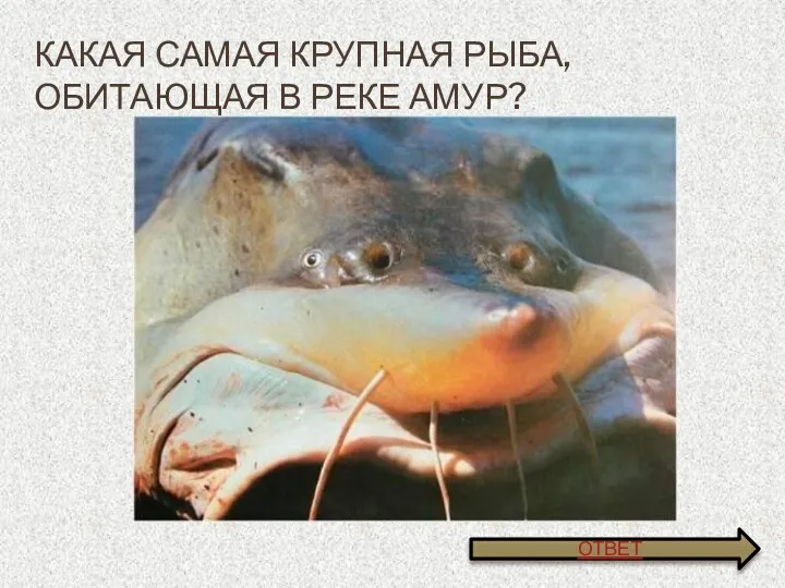 Какая Самая крупная рыба, обитающая в реке амур? ОТВЕТ