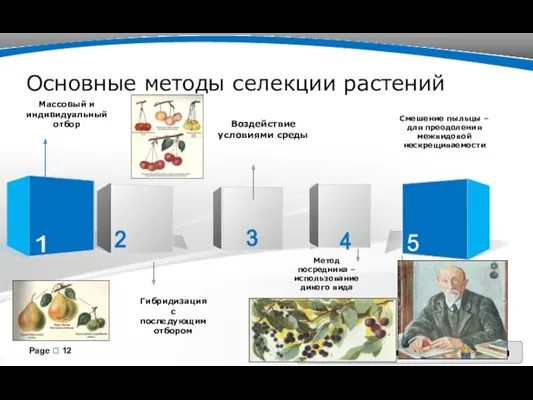 Основные методы селекции растений Page  Массовый и индивидуальный отбор