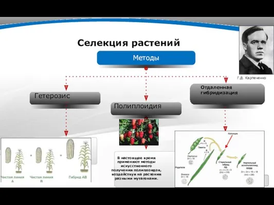 Селекция растений Page  Гетерозис Полиплоидия Отдаленная гибридизация В настоящее время применяют методы