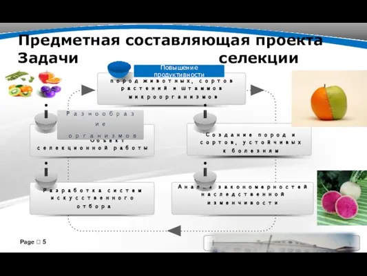 Предметная составляющая проекта Задачи селекции Page  Создание пород и сортов, устойчивых к болезням