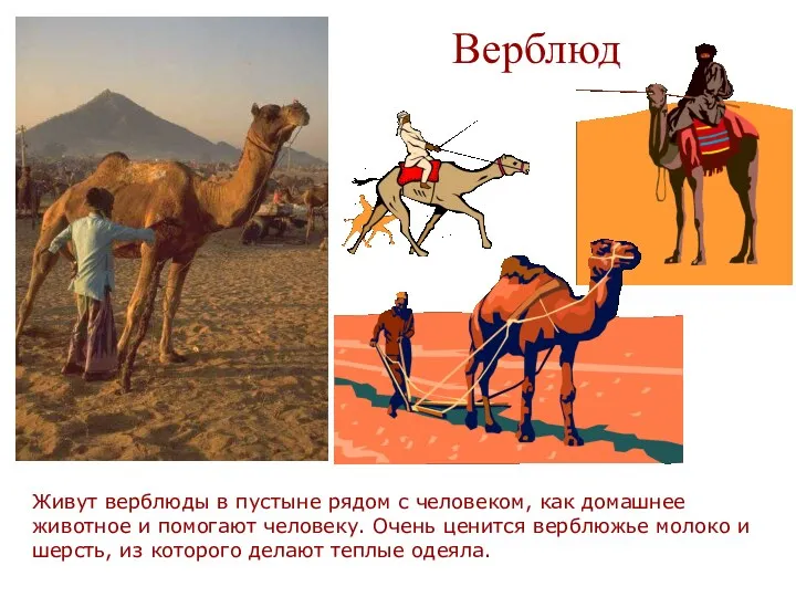 Верблюд Живут верблюды в пустыне рядом с человеком, как домашнее животное и помогают