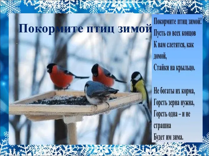Покормите птиц зимой! .
