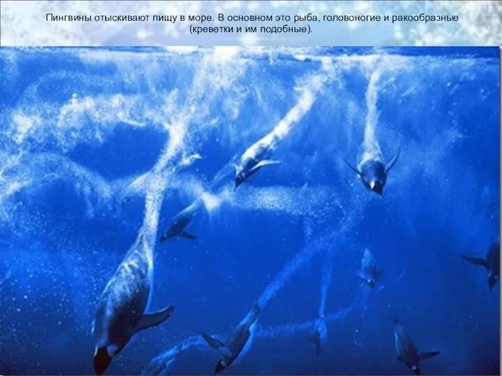 Пингвины отыскивают пищу в море. В основном это рыба, головоногие и ракообразные (креветки и им подобные).