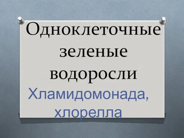 Одноклеточные зеленые водоросли Хламидомонада, хлорелла