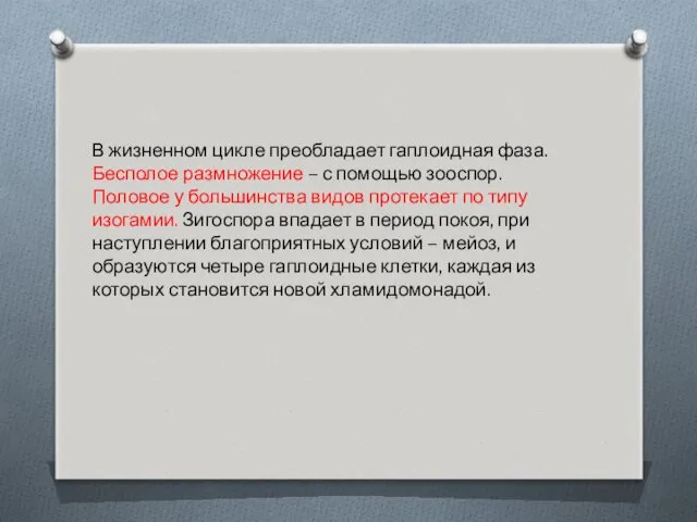 В жизненном цикле преобладает гаплоидная фаза. Бесполое размножение – с