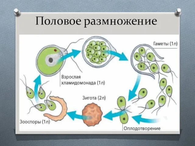 Половое размножение