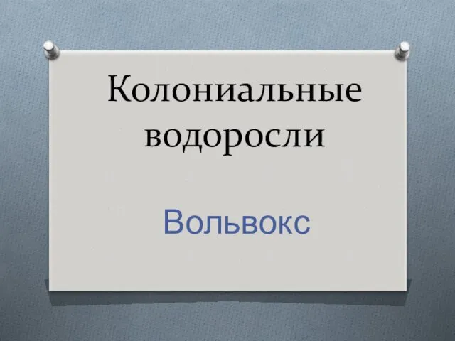 Колониальные водоросли Вольвокс