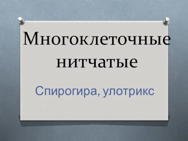 Многоклеточные нитчатые Спирогира, улотрикс