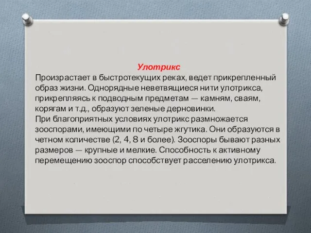 Улотрикс Произрастает в быстротекущих реках, ведет прикрепленный образ жизни. Однорядные