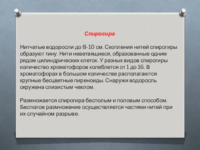 Спирогира Нитчатые водоросли до 8-10 см. Скопления нитей спирогиры образуют