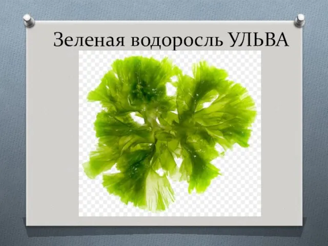 Зеленая водоросль УЛЬВА
