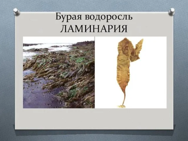 Бурая водоросль ЛАМИНАРИЯ