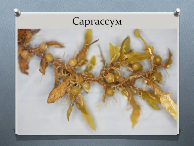 Саргассум