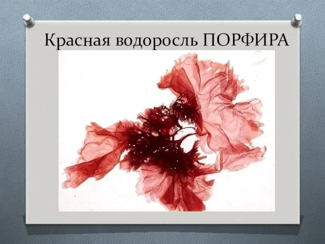 Красная водоросль ПОРФИРА
