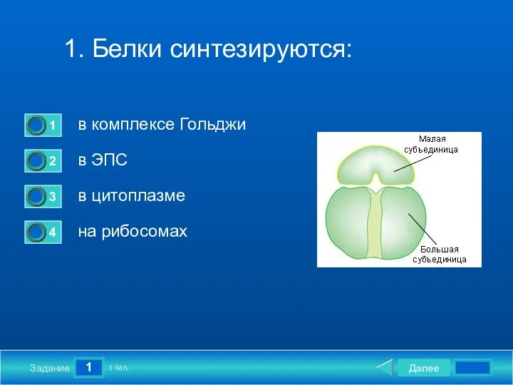 1 Задание 1. Белки синтезируются: в комплексе Гольджи в ЭПС в цитоплазме на