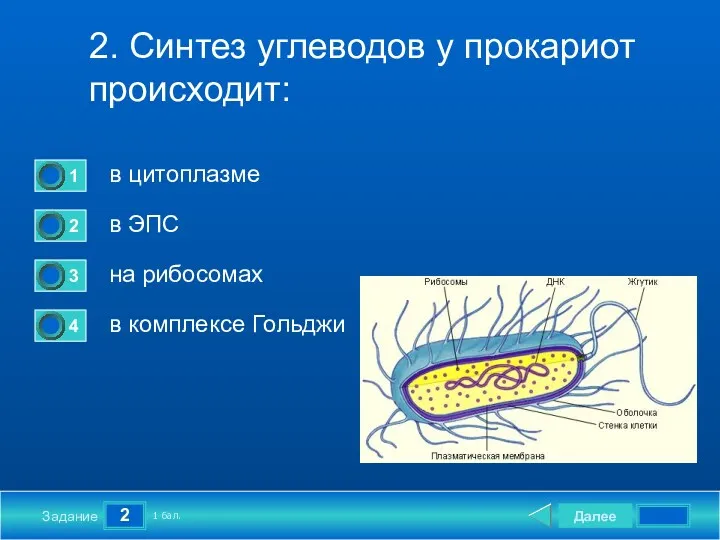 2 Задание 2. Синтез углеводов у прокариот происходит: в цитоплазме в ЭПС на