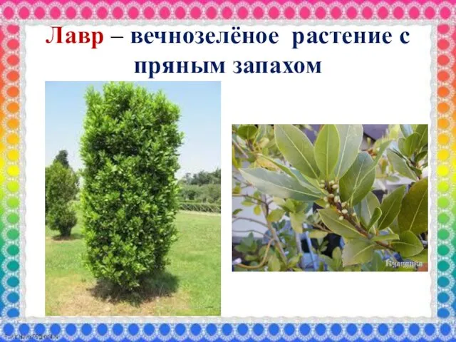 Лавр – вечнозелёное растение с пряным запахом