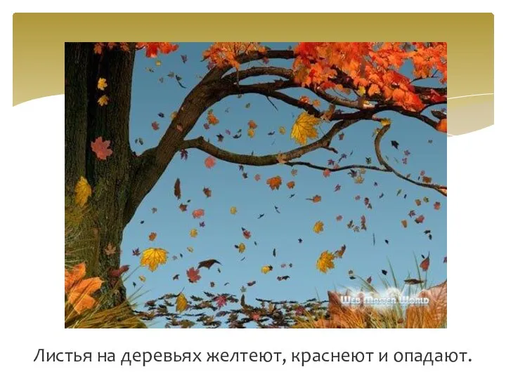 Листья на деревьях желтеют, краснеют и опадают.