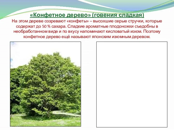 «Конфетное дерево» (говения сладкая) На этом дереве созревают «конфеты» – высохшие серые стручки,