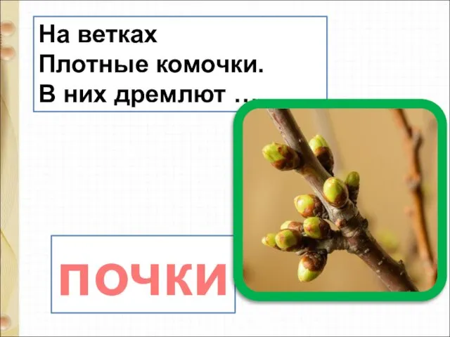 На ветках Плотные комочки. В них дремлют … почки