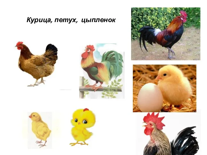 Курица, петух, цыпленок