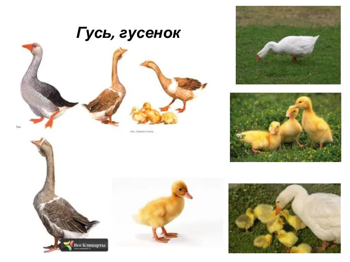 Гусь, гусенок