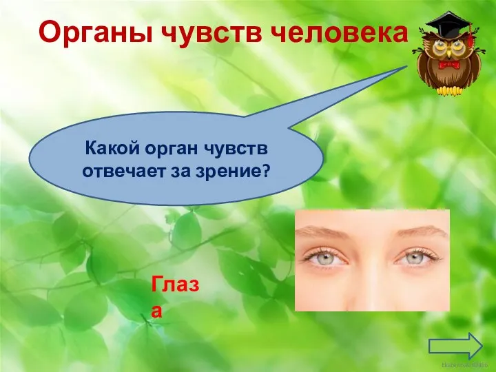 Органы чувств человека Глаза Какой орган чувств отвечает за зрение?