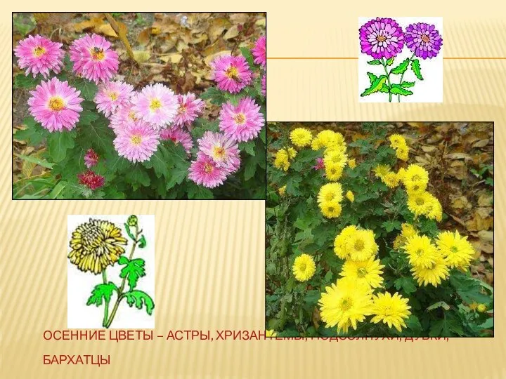 Осенние цветы – астры, хризантемы, подсолнухи, дубки, бархатцы