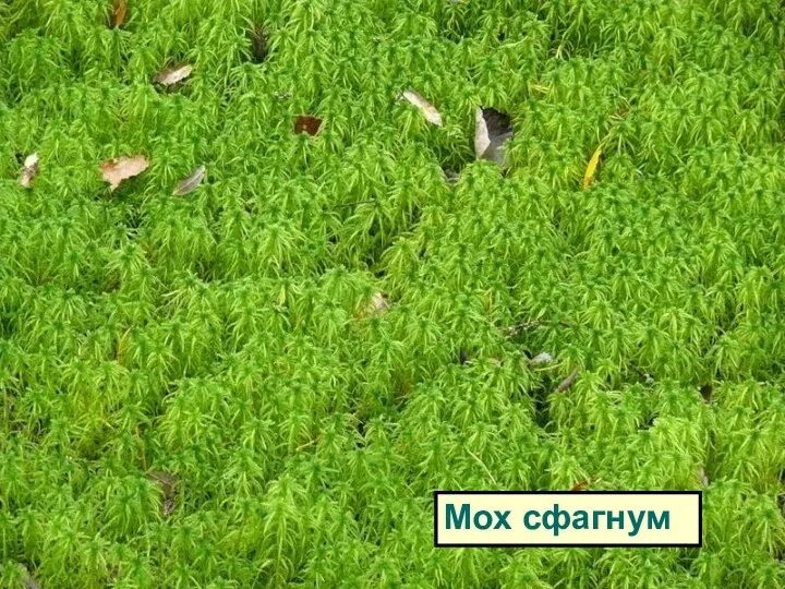 Мох сфагнум