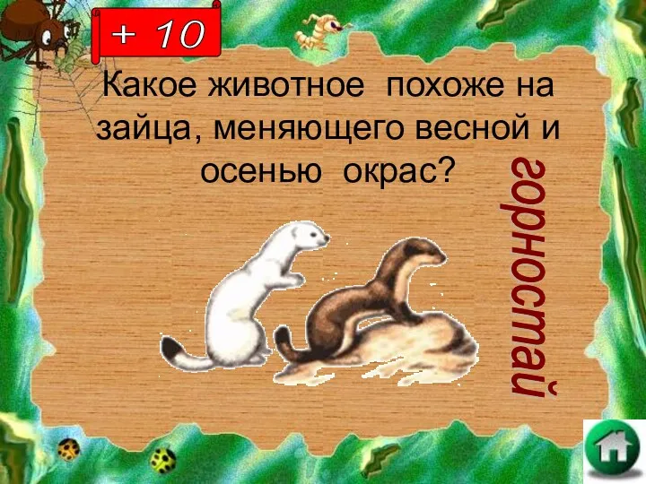 Какое животное похоже на зайца, меняющего весной и осенью окрас? горностай + 10