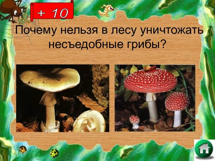 Почему нельзя в лесу уничтожать несъедобные грибы? + 10