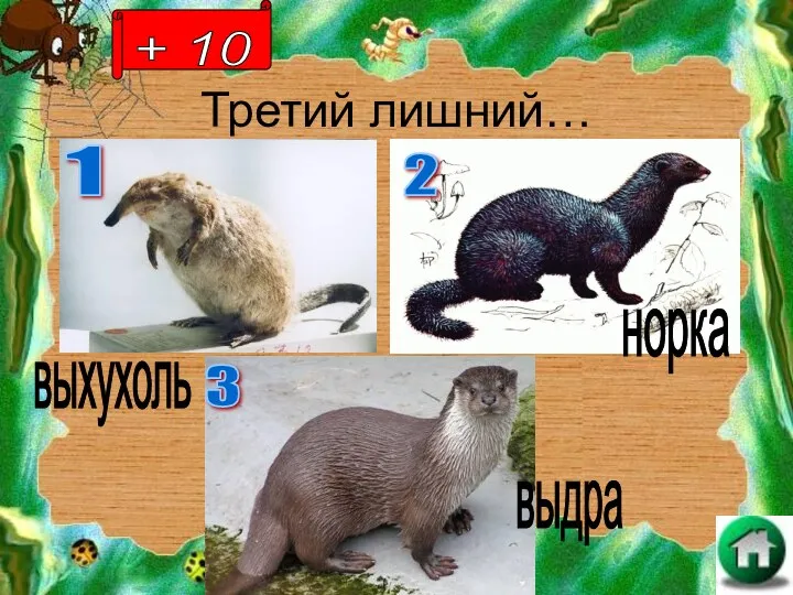 Третий лишний… норка выдра выхухоль + 10 1 2 3