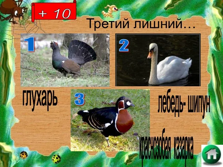 Третий лишний… лебедь- шипун краснозобая казарка глухарь + 10 1 2 3