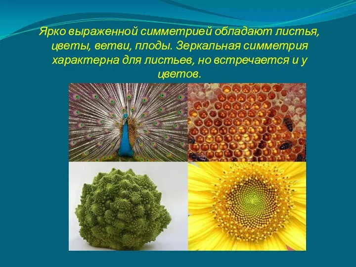 Ярко выраженной симметрией обладают листья, цветы, ветви, плоды. Зеркальная симметрия характерна для листьев,