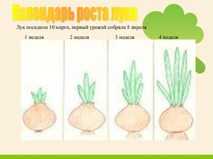 Календарь роста лука 1 неделя 2 неделя 3 неделя 4