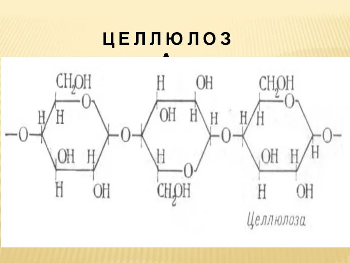 Ц Е Л Л Ю Л О З А