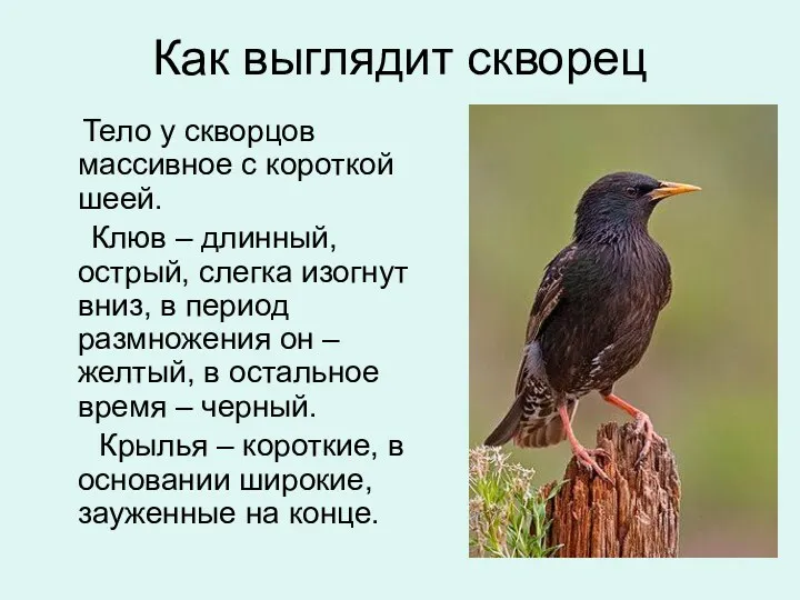 Как выглядит скворец Тело у скворцов массивное с короткой шеей. Клюв – длинный,