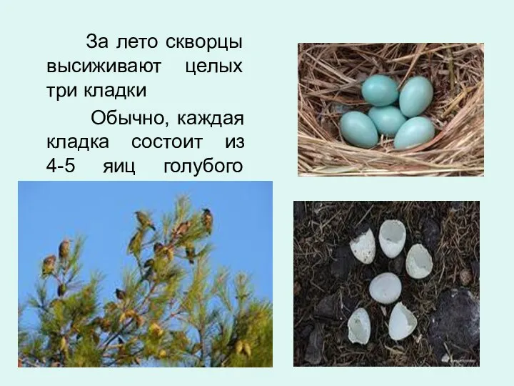 За лето скворцы высиживают целых три кладки Обычно, каждая кладка состоит из 4-5 яиц голубого цвета