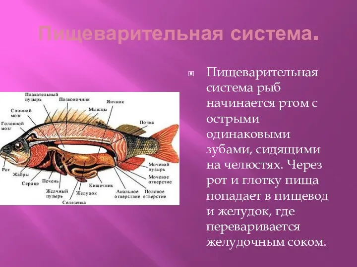 Пищеварительная система. Пищеварительная система рыб начинается ртом с острыми одинаковыми
