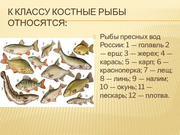 К классу Костные рыбы относятся: Рыбы пресных вод России: 1