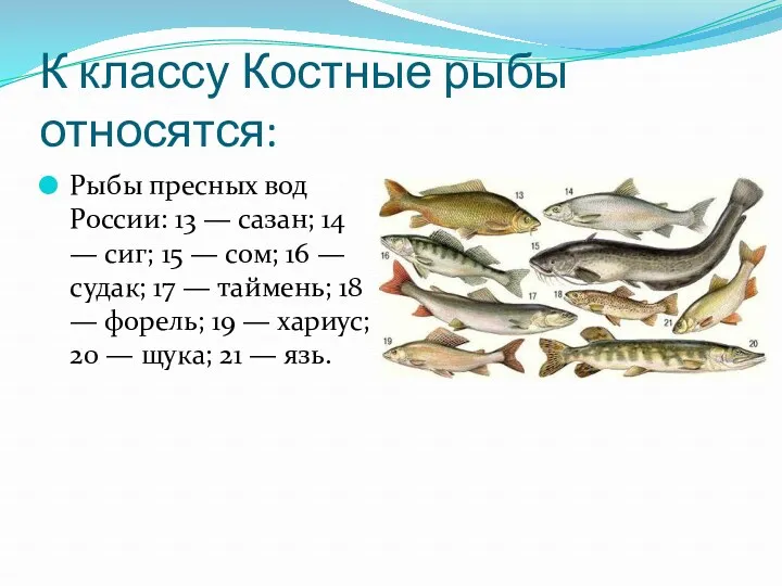 К классу Костные рыбы относятся: Рыбы пресных вод России: 13