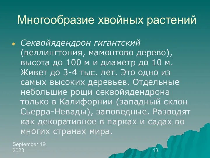 September 19, 2023 Многообразие хвойных растений Секвойядендрон гигантский (веллингтония, мамонтово