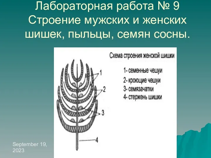 September 19, 2023 Лабораторная работа № 9 Строение мужских и женских шишек, пыльцы, семян сосны.