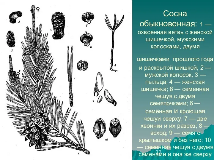 September 19, 2023 Сосна обыкновенная: 1 — охвоенная ветвь с