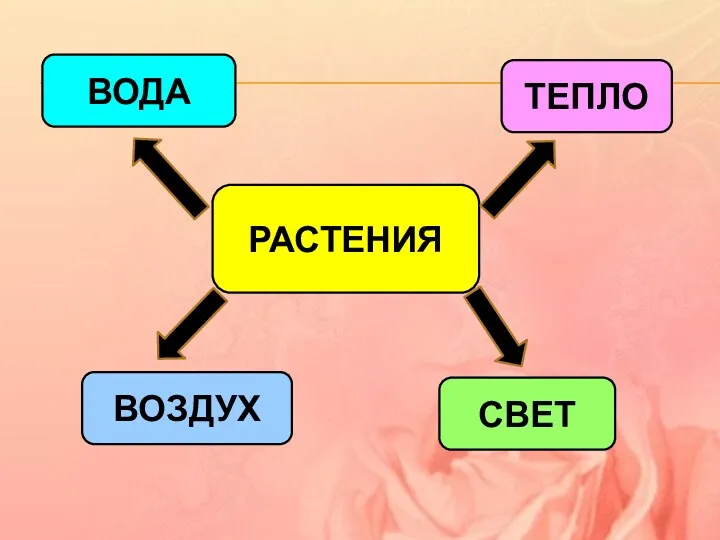 РАСТЕНИЯ ВОЗДУХ ВОДА ТЕПЛО СВЕТ