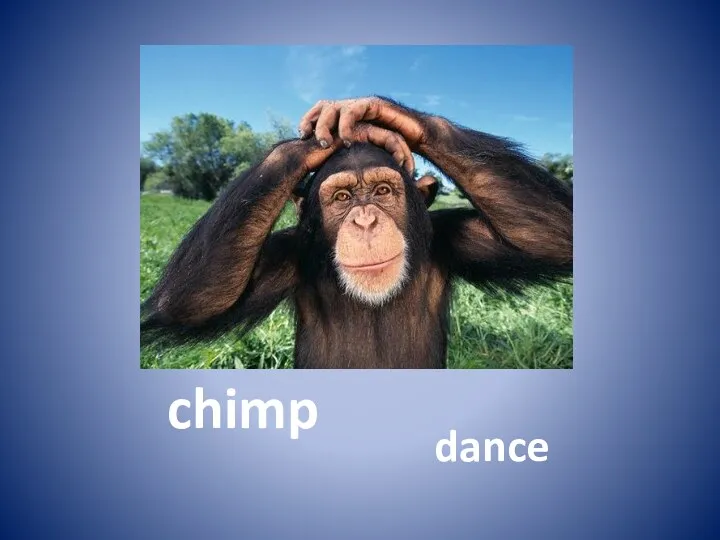 chimp dance