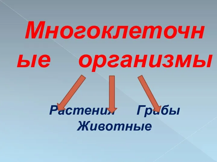 Многоклеточные организмы Растения Грибы Животные