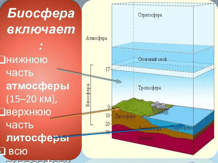 Биосфера включает: нижнюю часть атмосферы (15–20 км), верхнюю часть литосферы всю гидросферу.